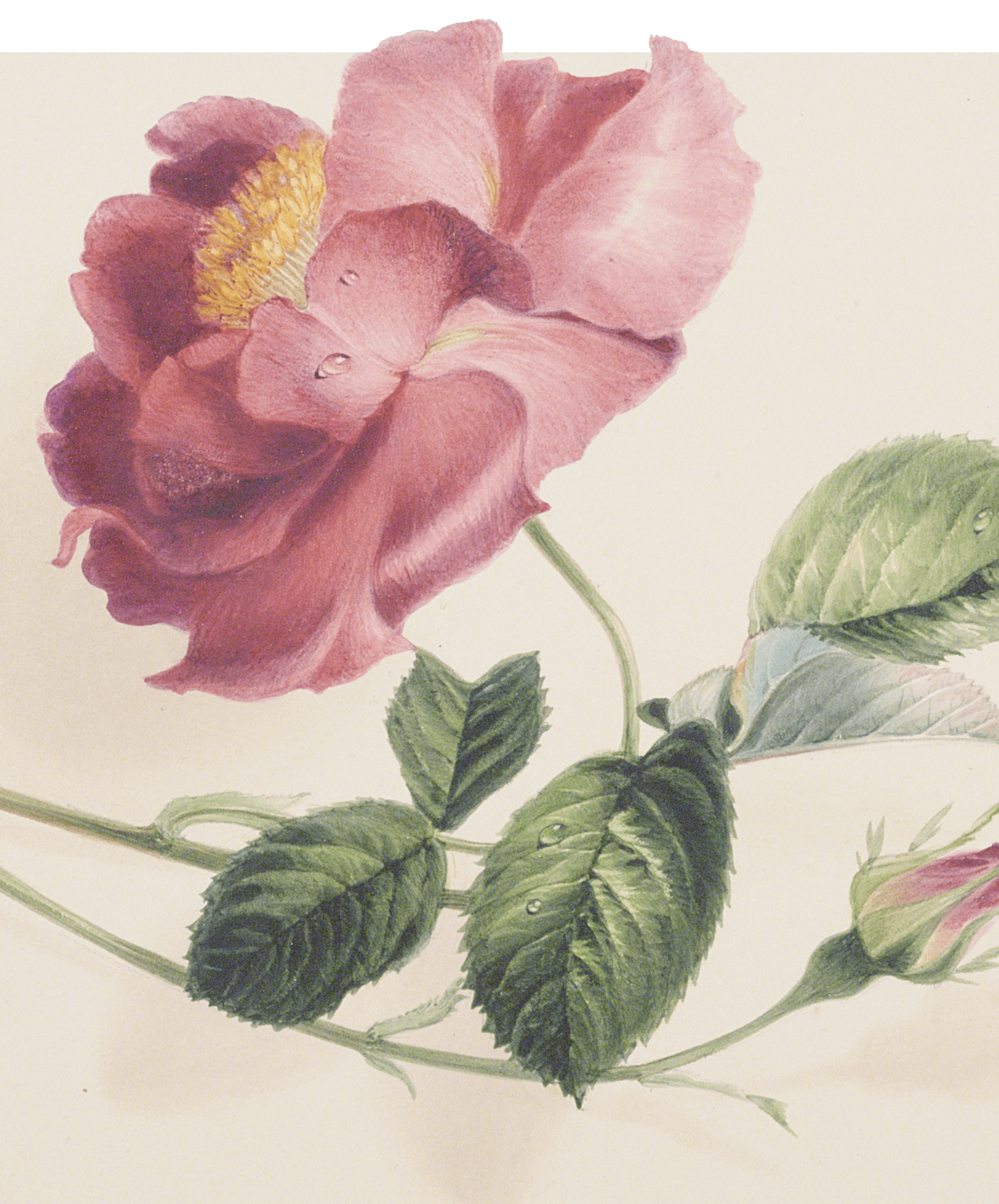 Detailed drawing of a red-pink rose attached to a simple stem with green leaves.