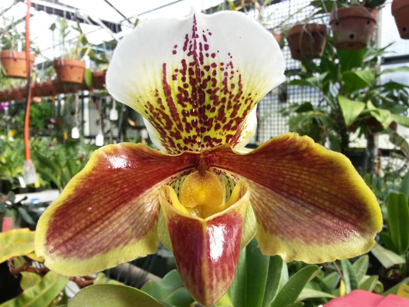 Winston Churchill 'Indomitable' orchid