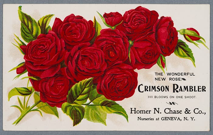 Color lithograph of red roses