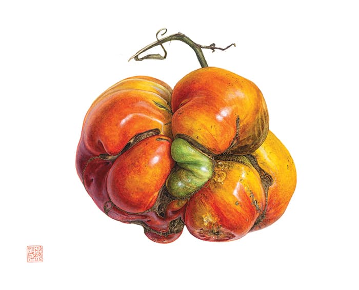 Heirloom Tomato by Asuka Hishiki