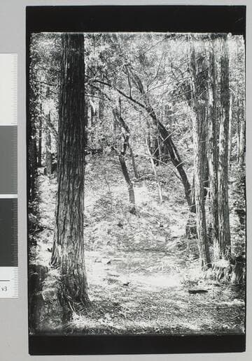 Jack London Ranch, redwood trees