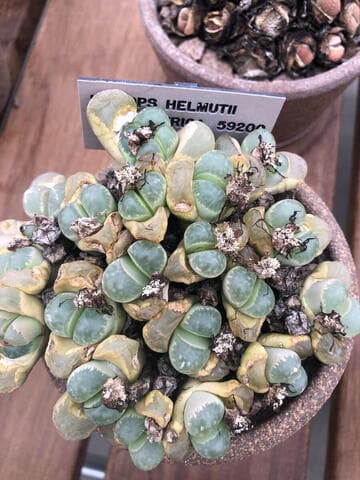 Lithops helmutii
