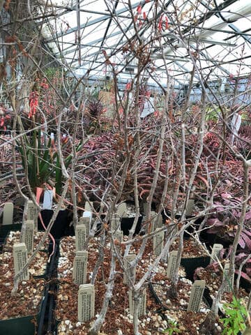 Operculicarya hirsutissima