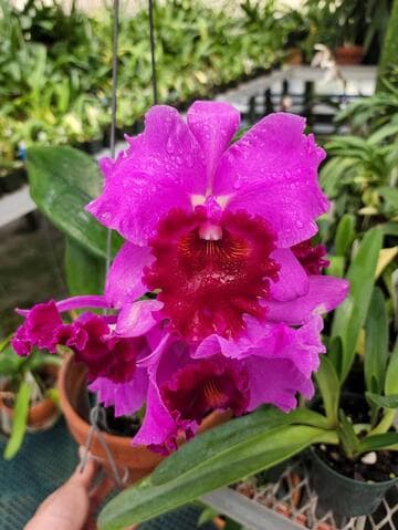 Cattleya Redglen 'Eureka' AM/AOS