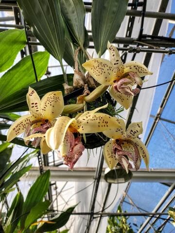 Stanhopea platyceras