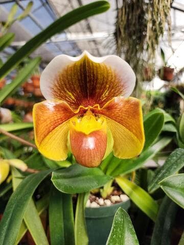 Paphiopedilum British Concorde