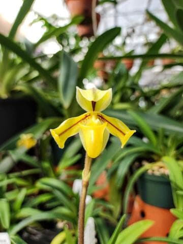 Paphiopedilum druryi