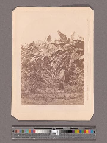 Banana trees at Wolfskill's, Los Angeles