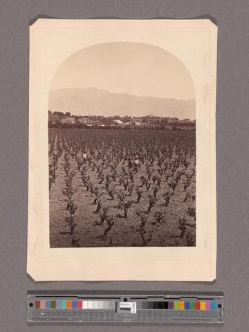 View from Lake Vineyard, B.D. Wilson's, San Gabriel