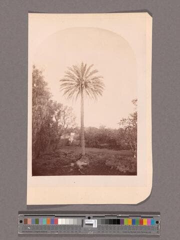 Date palm, San Gabriel