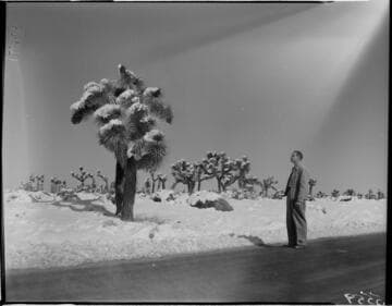 Man standing along road in desert next to Joshua Trees covered in snow