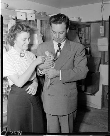 Man and woman holding a Chinchilla