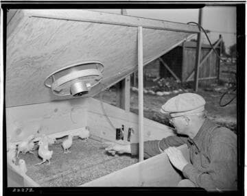 Mr. Taylor and 600 watt Lyon Brooder