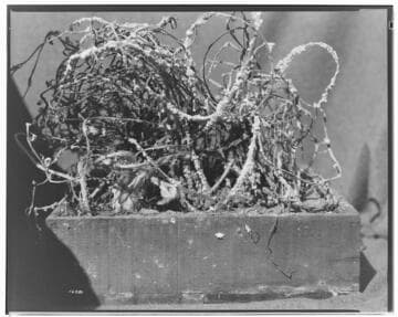 I1 - Insectary - Santa Paula