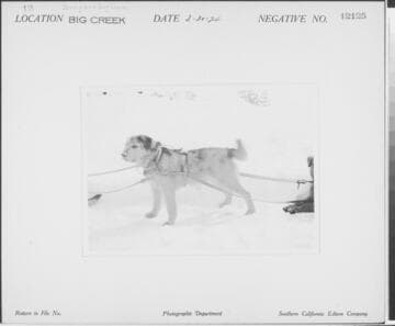 Big Creek Dog Teams - Jerry and Dog team