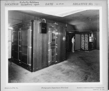 P2 - Poultry - Katella Hatchery