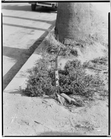 A1.2 - Accidents - Betty McDonald accident