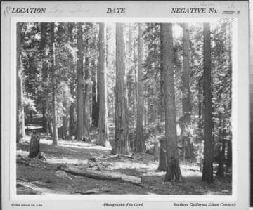 S1.2 Scenery, Mountains - Big Trees of the Sequoia National Forest
