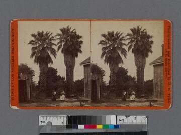 Old palms and ancient well on San Pedro Street, Los Angeles