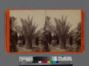 Date palms, Los Angeles, Cal