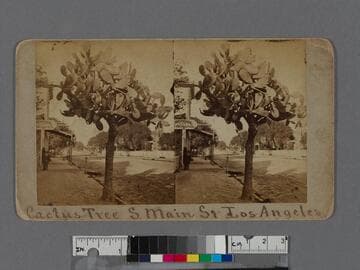 Cactus Tree S. Main St., Los Angeles
