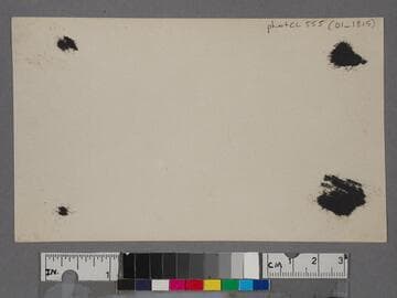 Sunset Trail and Palisades, Santa Monica