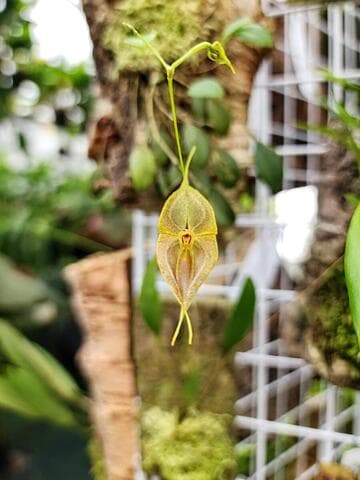 Lepanthes dalessandroi