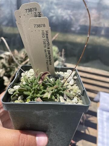 Haworthia parksiana