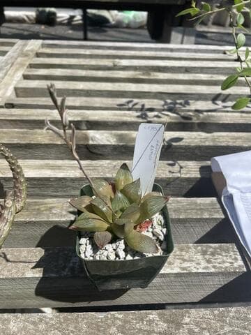 Haworthia retusa