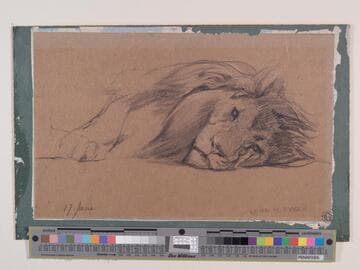 Lion Resting