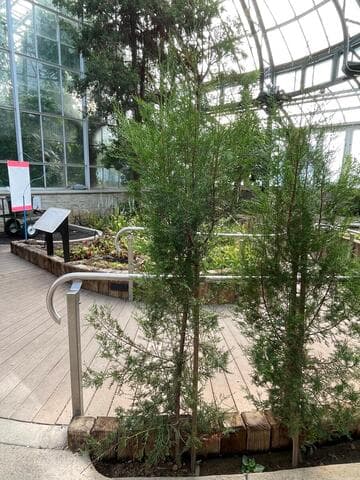 Cupressus dupreziana