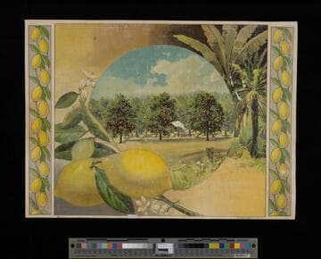 [Stock label: orange grove vignette surrounded by palm trees and lemon borders]