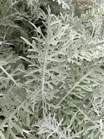 Centaurea gymnocarpa