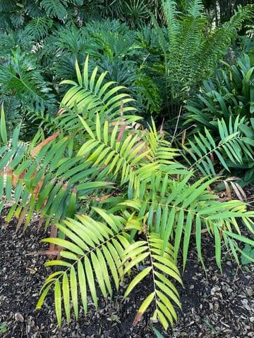 Ceratozamia latifolia