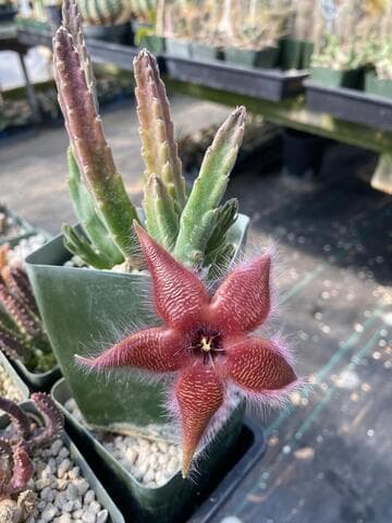 Stapelia asterias