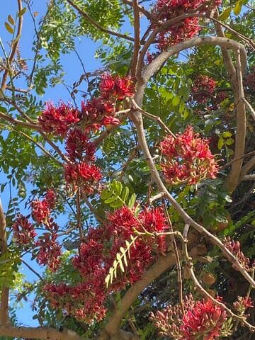 Schotia brachypetala