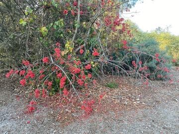 Brachychiton bidwillii