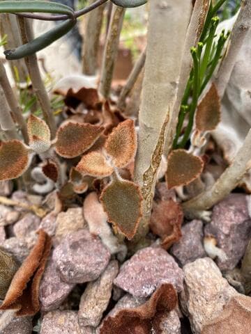 Kalanchoe beharensis