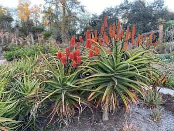 Aloe rupestris