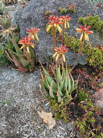 Aloe 'Rooikappie' x A. wickensii