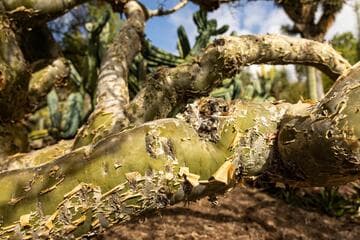 Bursera fagaroides var. fagaroides
