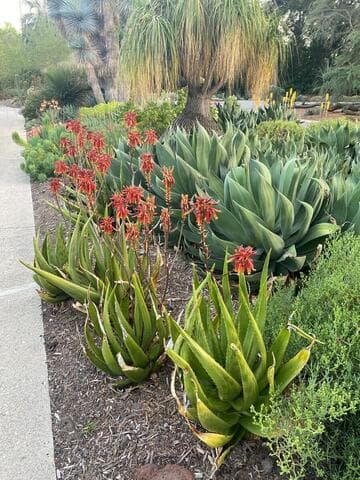 Aloe harlana