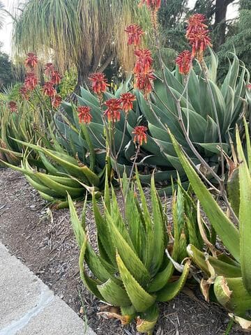 Aloe harlana