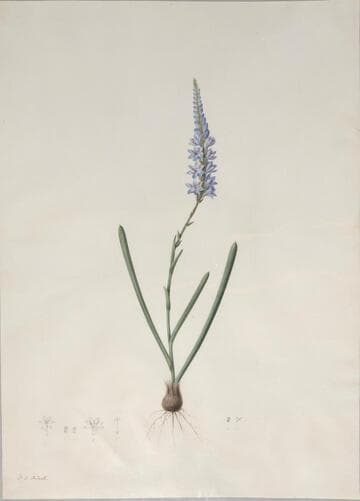 Tubular Micranthus Ixia cepacea