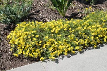 Calylophus drummondiana