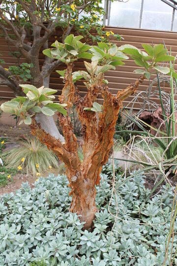 Cyphostemma currorii