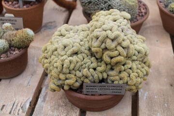 Mammillaria elongata (crest)