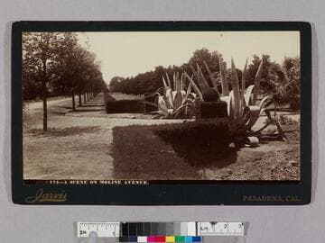 A scene on Moline Avenue