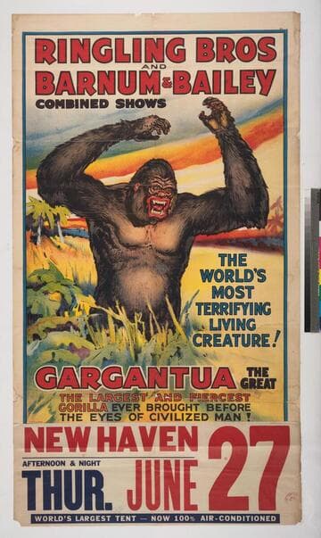 Ringling Bros and Barnum & Bailey Combined Shows : Gargantua the great the largest and fiercest gorilla ever brought before the eyes of civilized man!