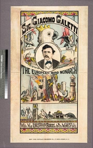 Sig. Giacomo Galetti : the European bird monarch : with his unexcelled birds in their wonderful feats